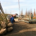 Laden van Liquidambar styraciflua 'Worplesdon'