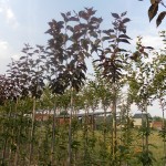 Prunus serrulata 'Royal Burgundy'