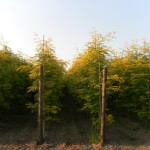 Gleditsia triacanthos 'Sunburst'