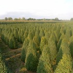 Buxus sempervirens