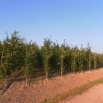 Tilia eur. 'Pallida' 4-jarig