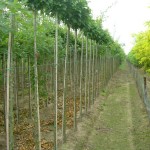 Quercus palustris 'Green Dwarf'