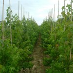 Liquidambar styraciflua