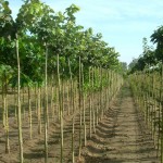 Tilia tomentosa 'Hungary Globe'