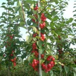 Malus 'Red Sentinel'