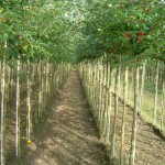 Malus 'Evereste' en Malus 'Red Sentinel'