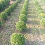 Buxus sempervirens bollen