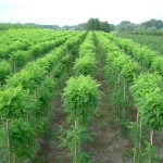 Robinia pseudoacacia 'Umbraculifera'